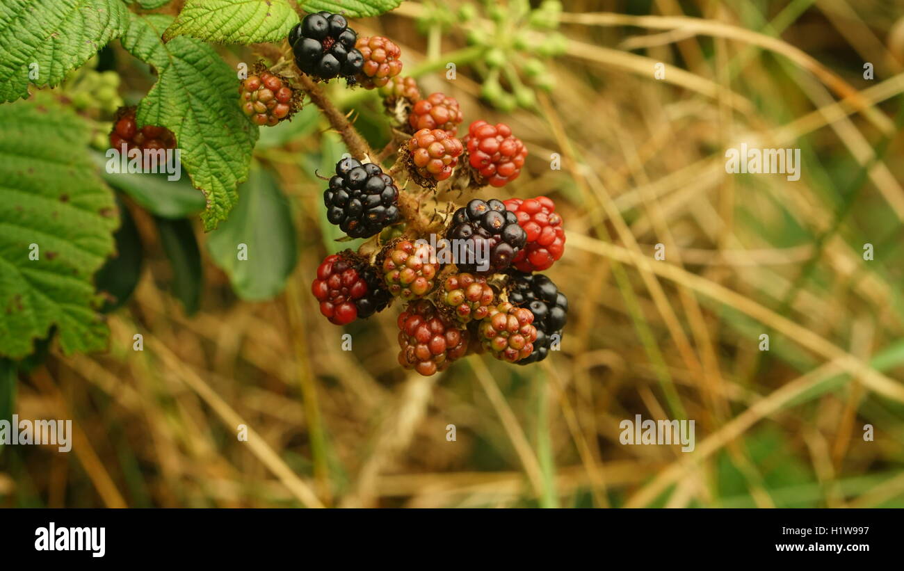 Wild Irish Blackberries in Autumn Stock Photo Alamy