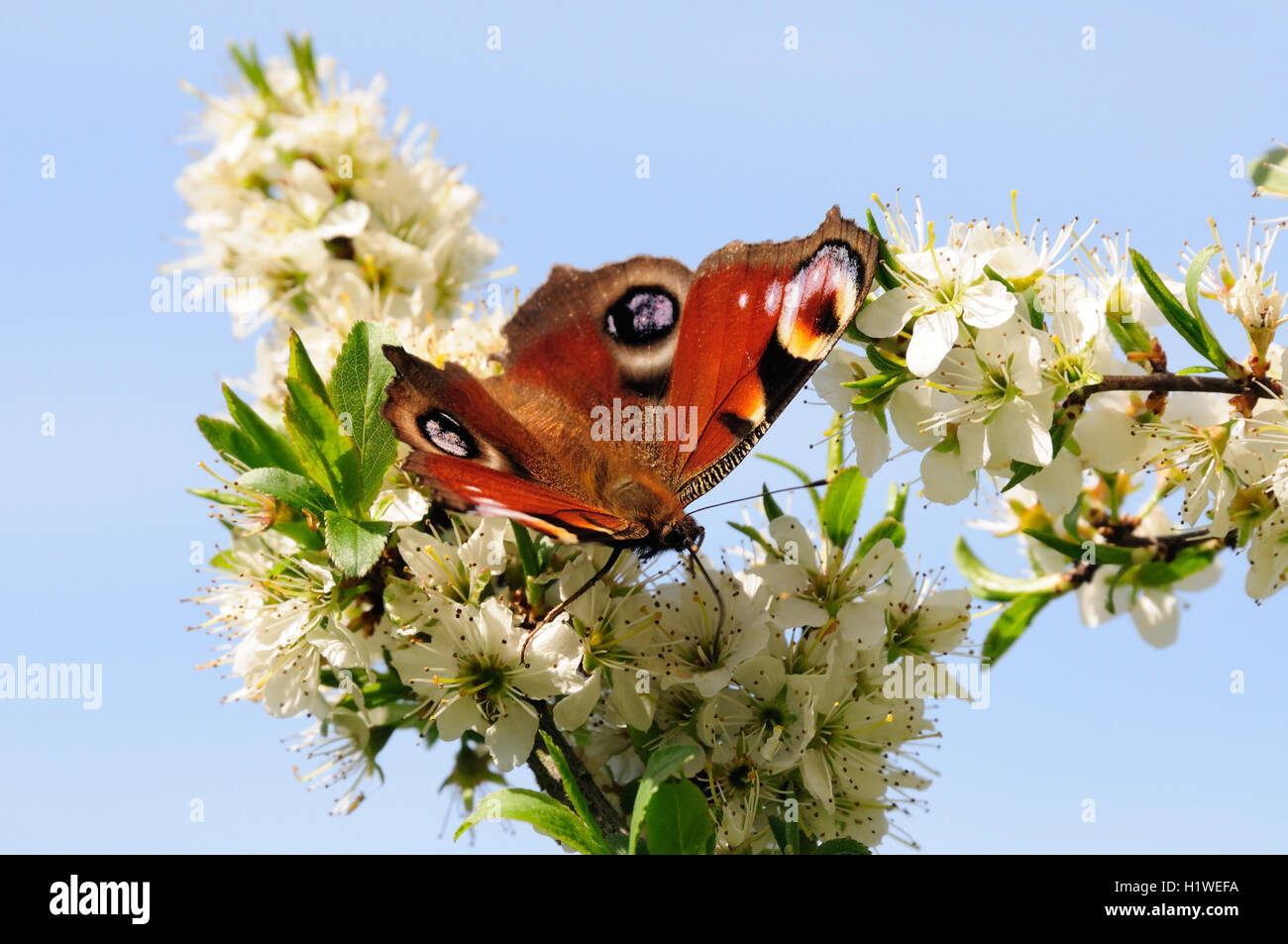 Peacock butterfly on blackthorn flowers. Stock Photo