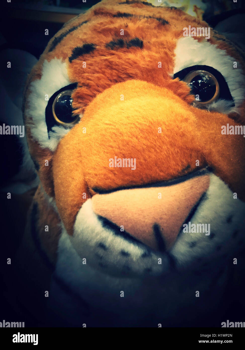 Tiger Stuffed Animal Face Stock Photo