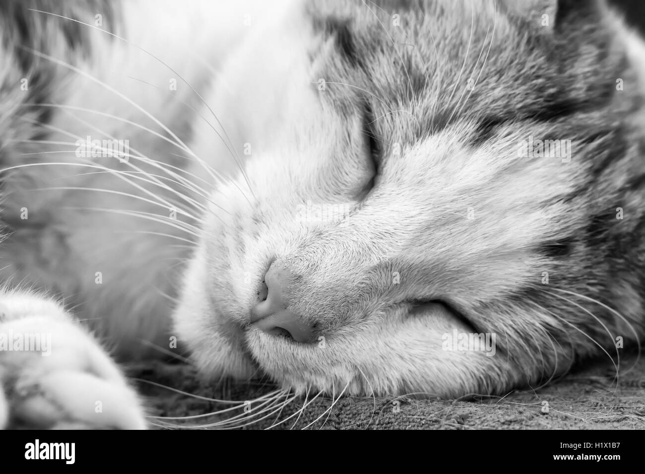 Young cat having an afternoon nap converted to black and white Stock Photo