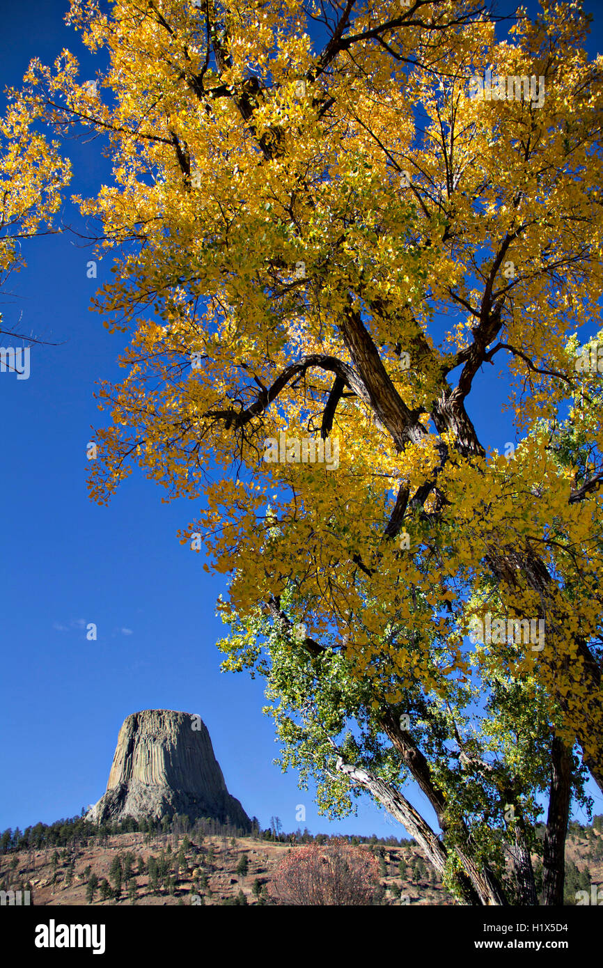 Fall trees black bear hires stock photography and images Alamy