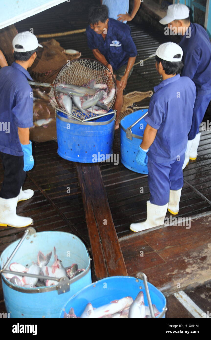 Tien Giang, Vietnam - August 30, 2012: Pangasius catfish is being tranfered from the main boat to the processing plant by bucket Stock Photo