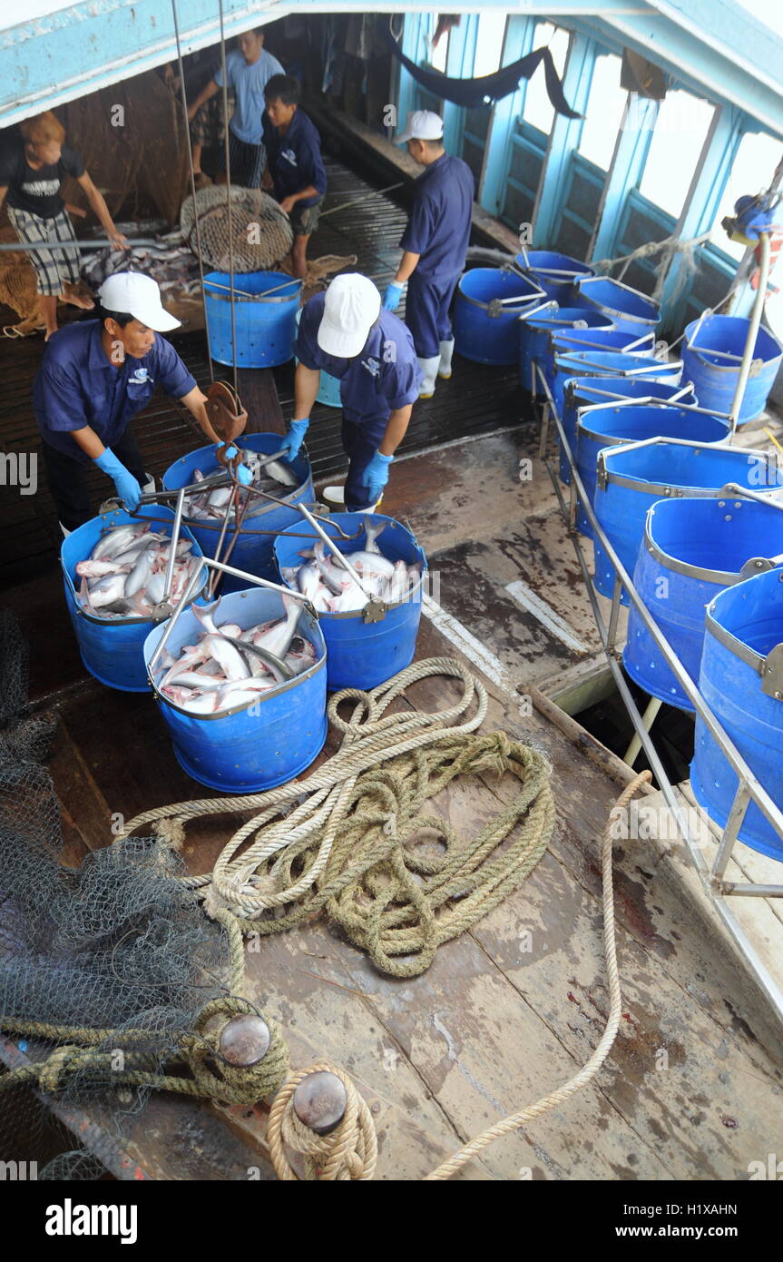 Tien Giang, Vietnam - August 30, 2012: Pangasius catfish is being tranfered from the main boat to the processing plant by bucket Stock Photo