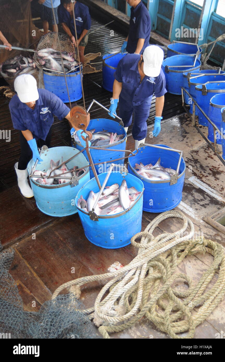 Tien Giang, Vietnam - August 30, 2012: Pangasius catfish is being tranfered from the main boat to the processing plant by bucket Stock Photo