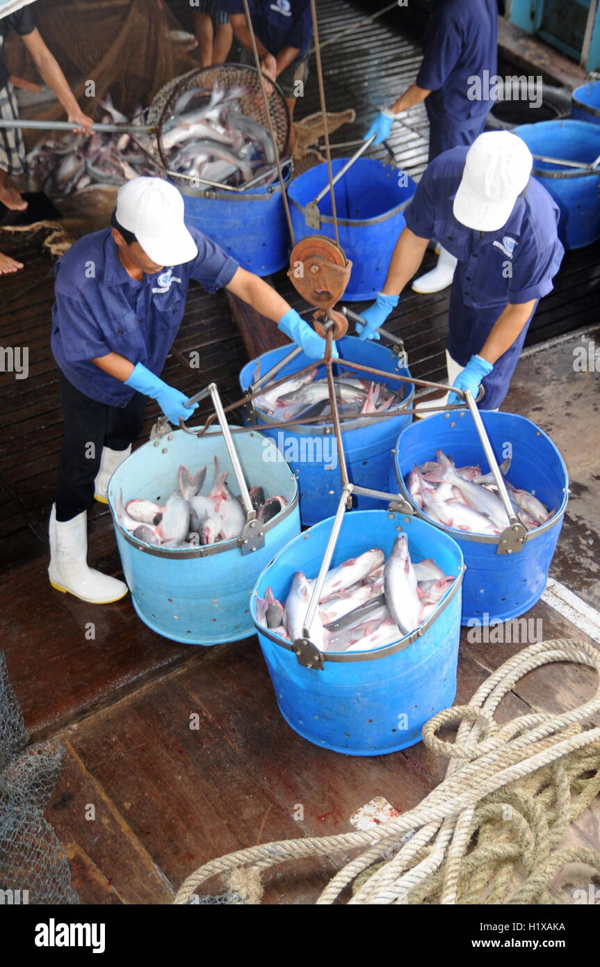 Tien Giang, Vietnam - August 30, 2012: Pangasius catfish is being tranfered from the main boat to the processing plant by bucket Stock Photo