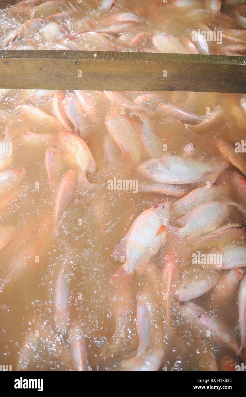 Dong Thap, Vietnam August 31, 2012 Farming of red tilapia in cage on