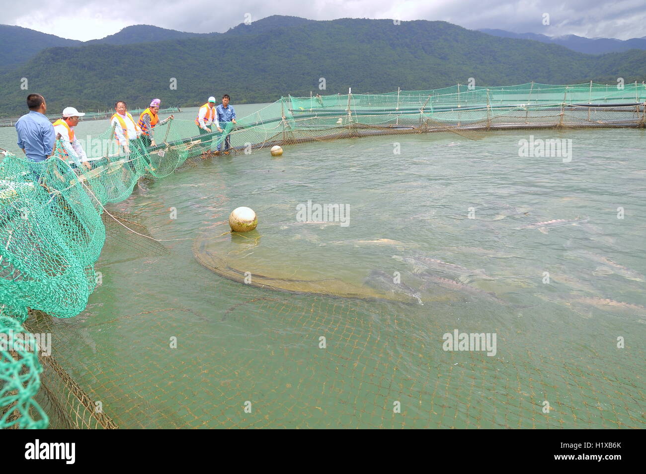 Lam Dong, Vietnam September 2, 2012 The farming sturgeon fish in