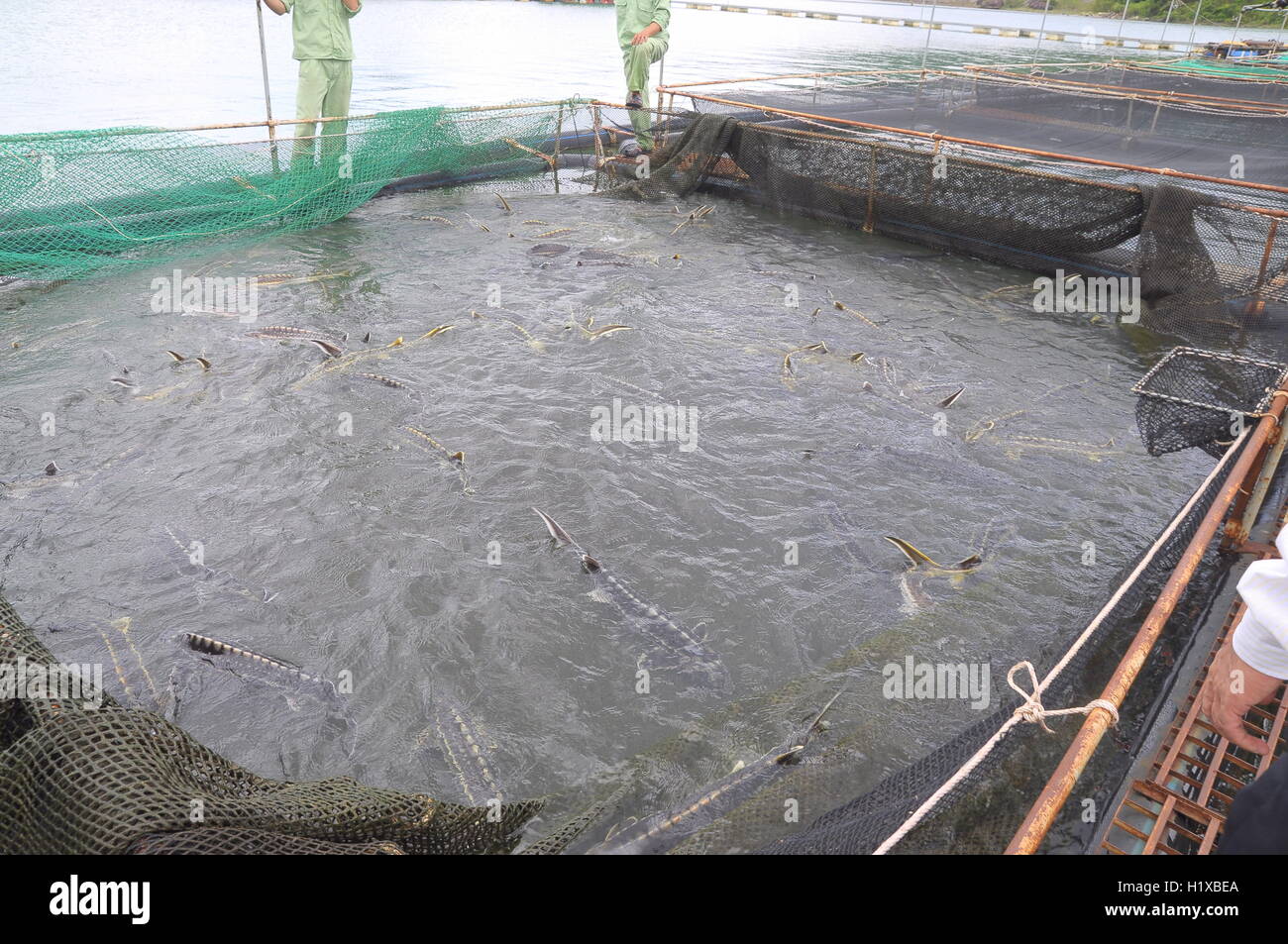 Lam Dong, Vietnam September 2, 2012 The farming sturgeon fish in