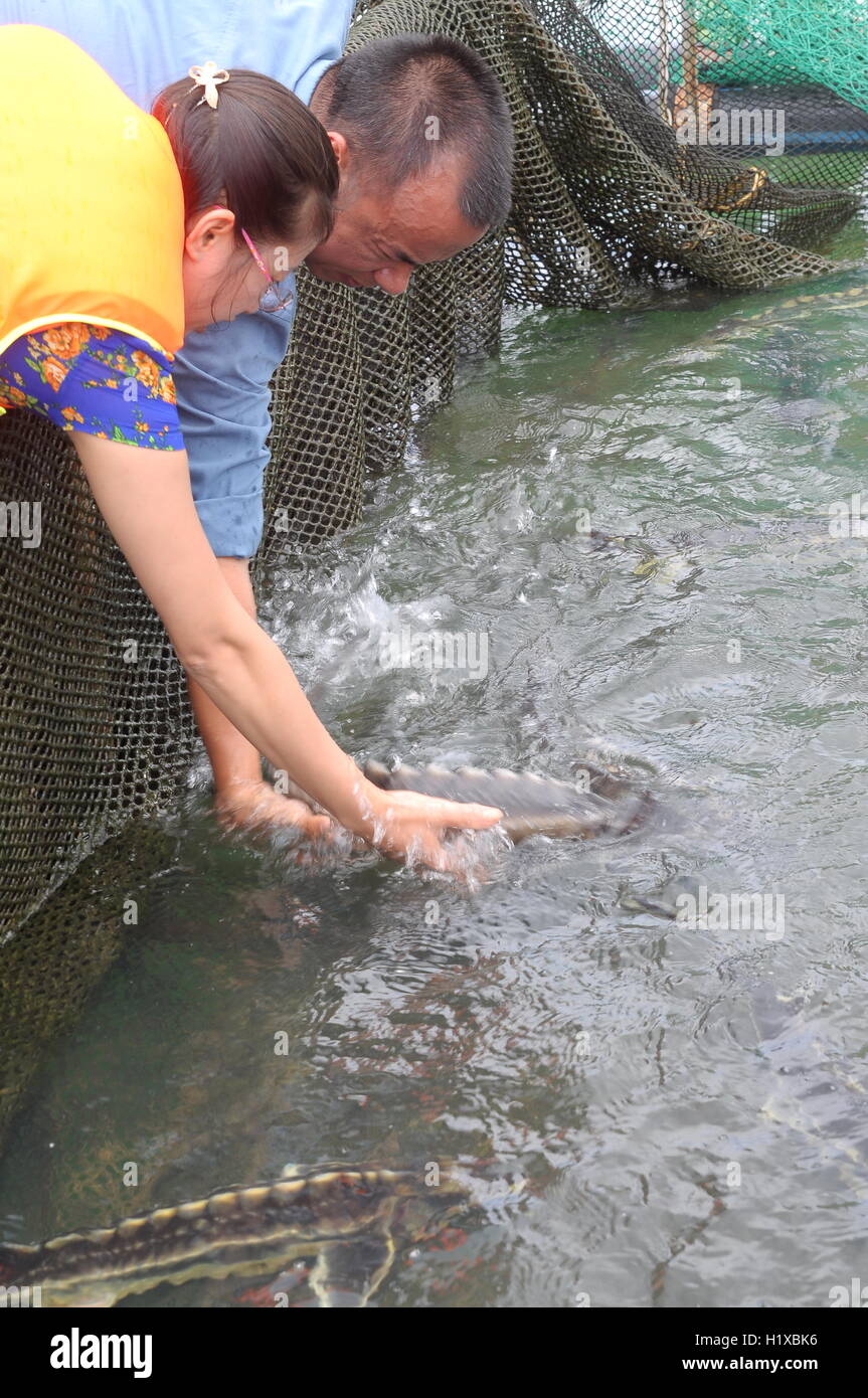 Lam Dong, Vietnam September 2, 2012 The farming sturgeon fish in
