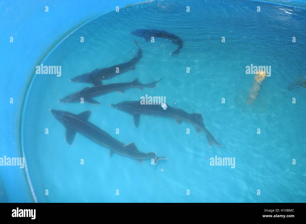 Lam Dong, Vietnam May 5, 2012 Broodstocks of sturgeon are raised in