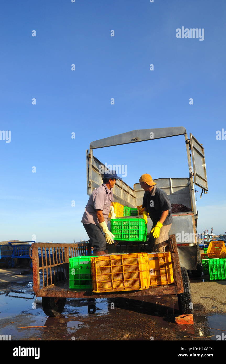 Worker Forager Lagi, Vietnam - February 26, 2012: Workers are loading forage fish onto ...