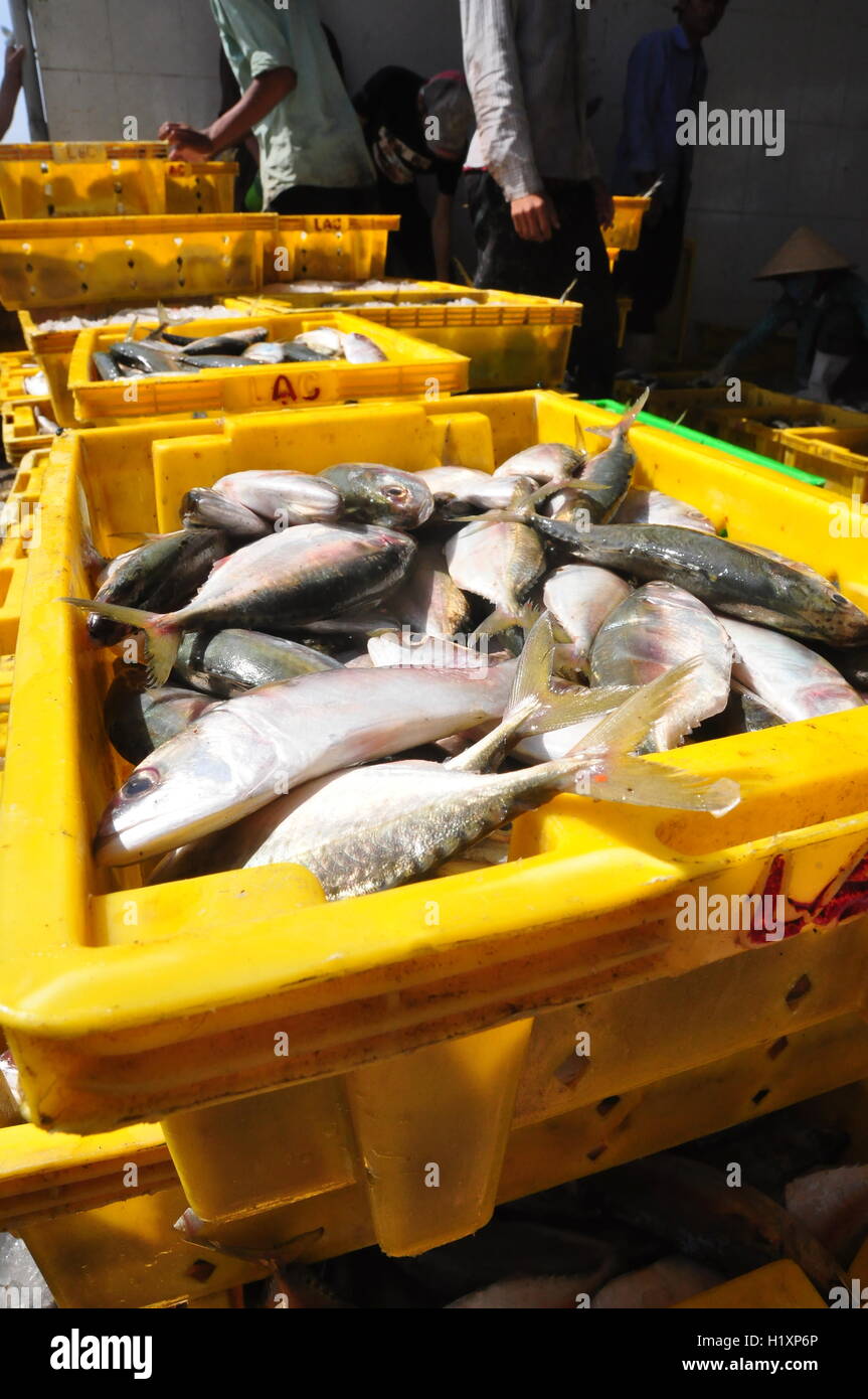 Fishes are put into loading waiting for loading onto trucks hi-res ...