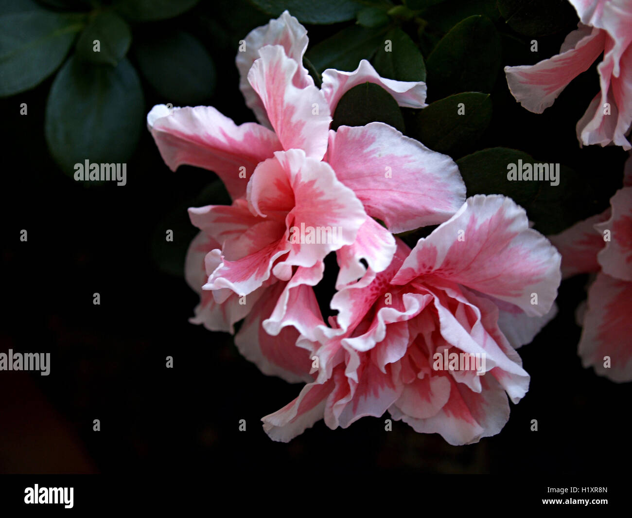 azalea on black background Stock Photo - Alamy