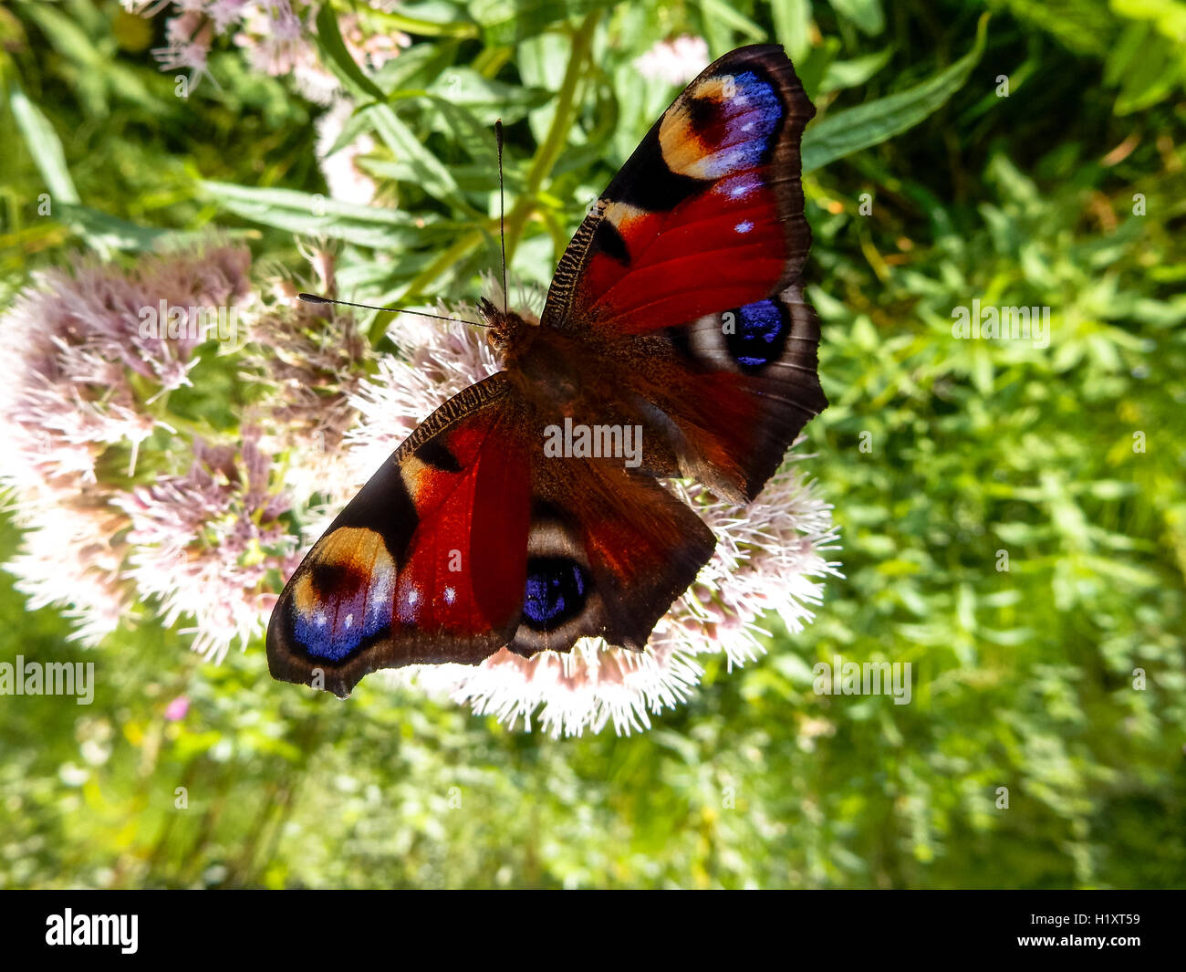 peacock butterfly on flower Stock Photo - Alamy