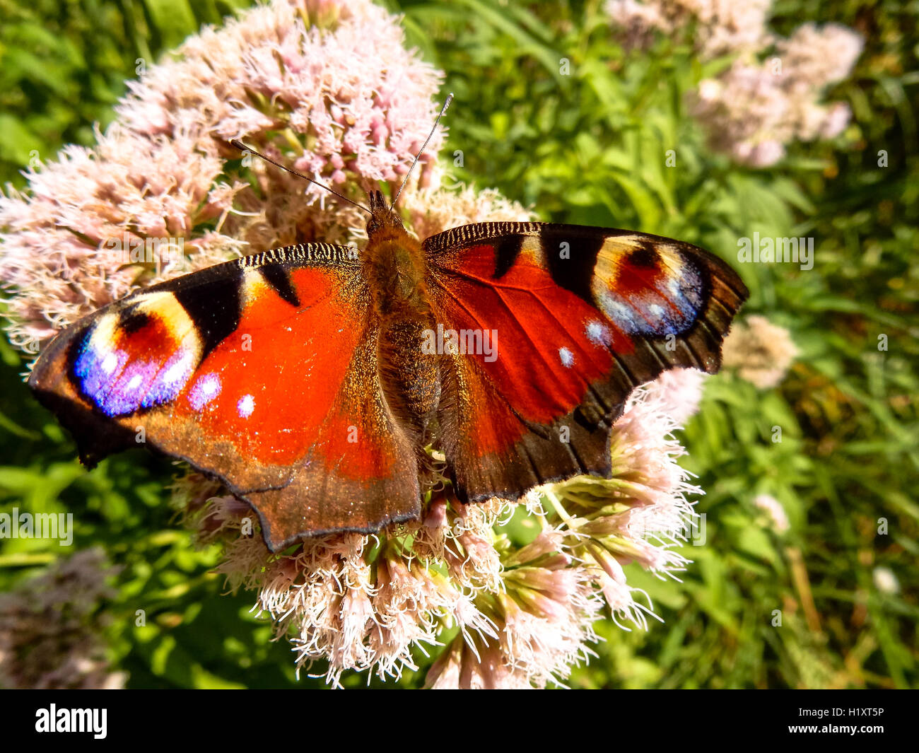 peacock butterfly on flower Stock Photo - Alamy