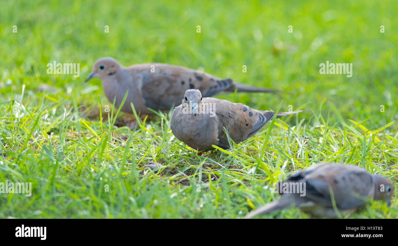 Mourning Dove, Turtle Dove (Zenaida macroura) in green grass feeding on seed scattered there. Stock Photo