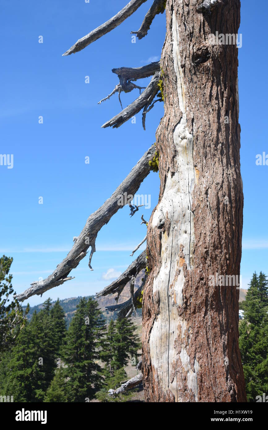 Dead tree with missing bark along hiking trail Stock Photo Alamy