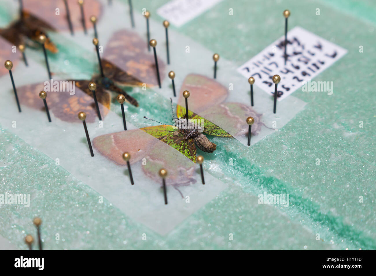 Pinned and spread butterflies on a spreading board, preparing them for a collection Stock Photo