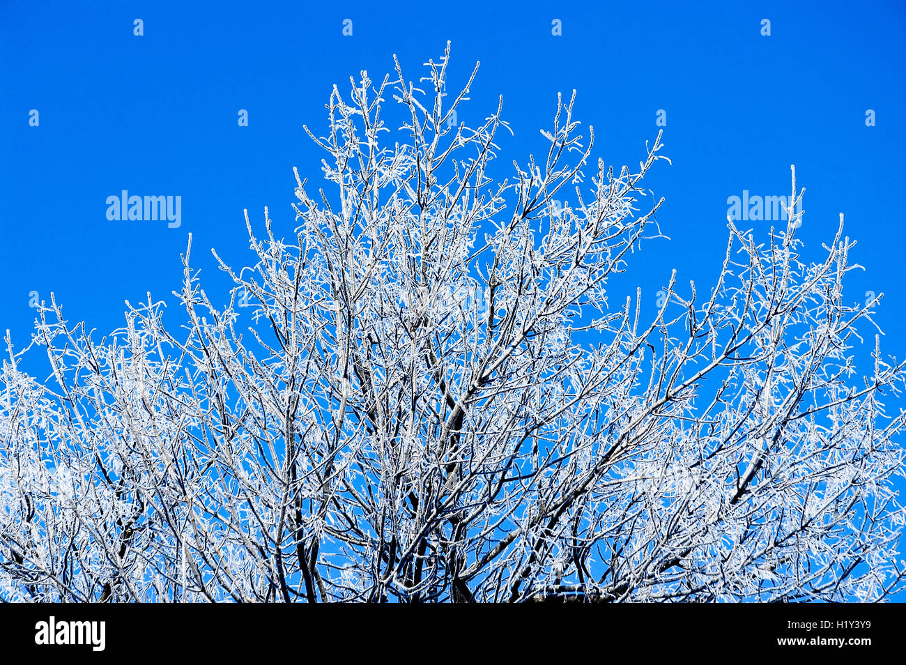 Tree covered in hoar frost Stock Photo - Alamy