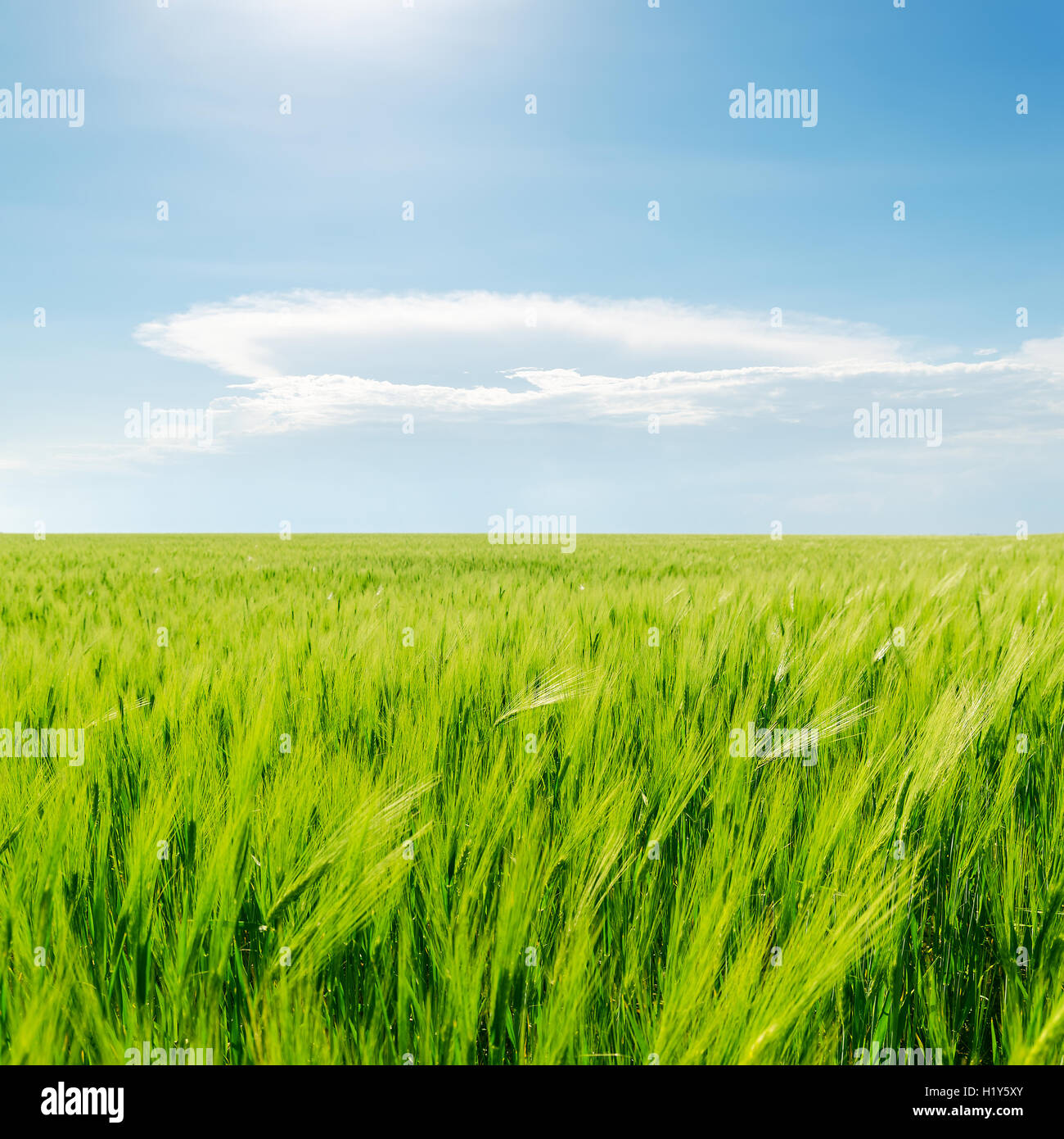 green field and blue cloudy sky Stock Photo - Alamy