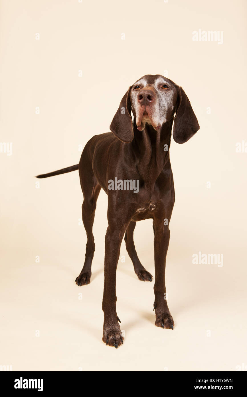 German shorthaired pointer Stock Photo