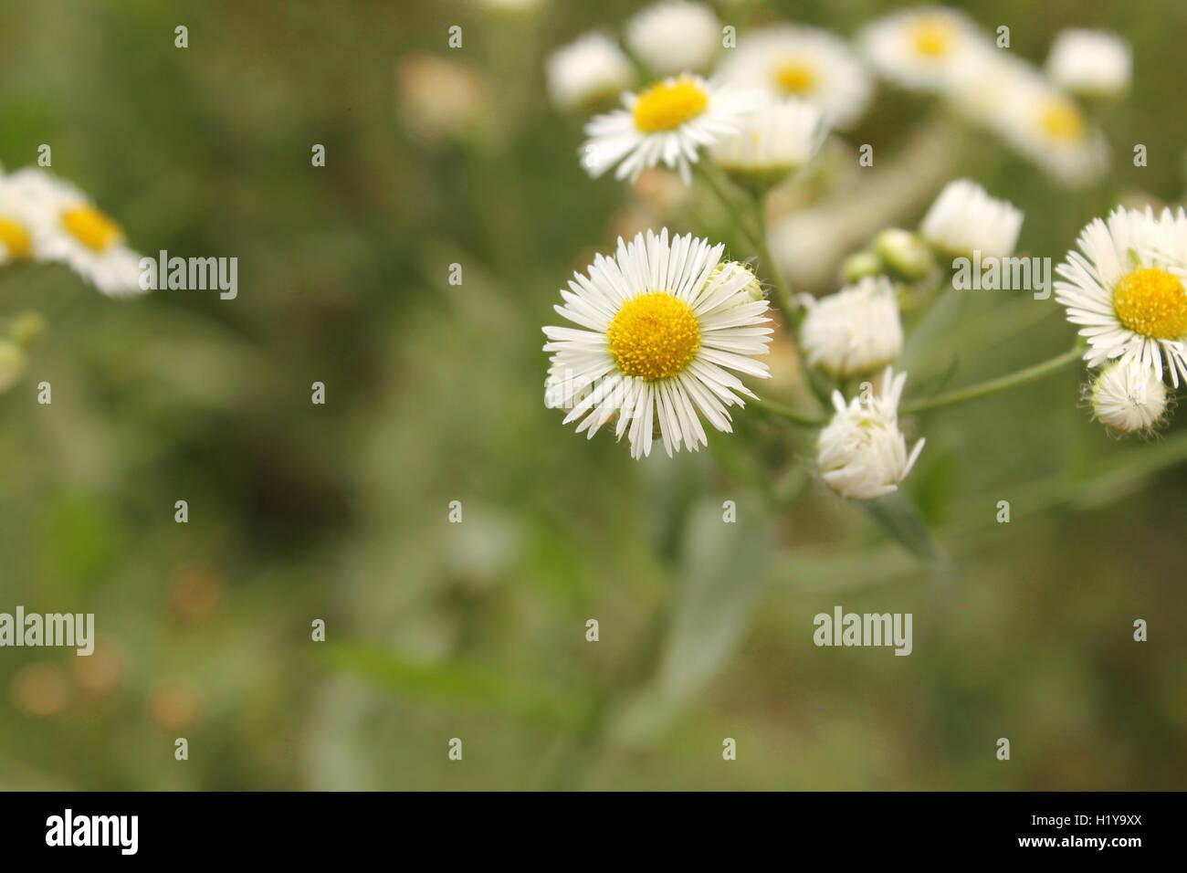 Planting native plants and shrubs hires stock photography and images