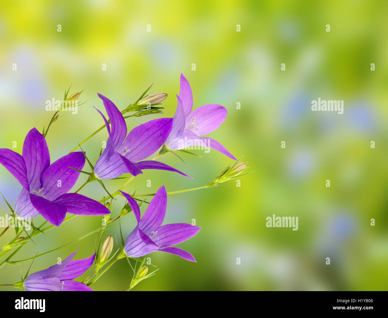 Bellflower on the blurred garden background Stock Photo