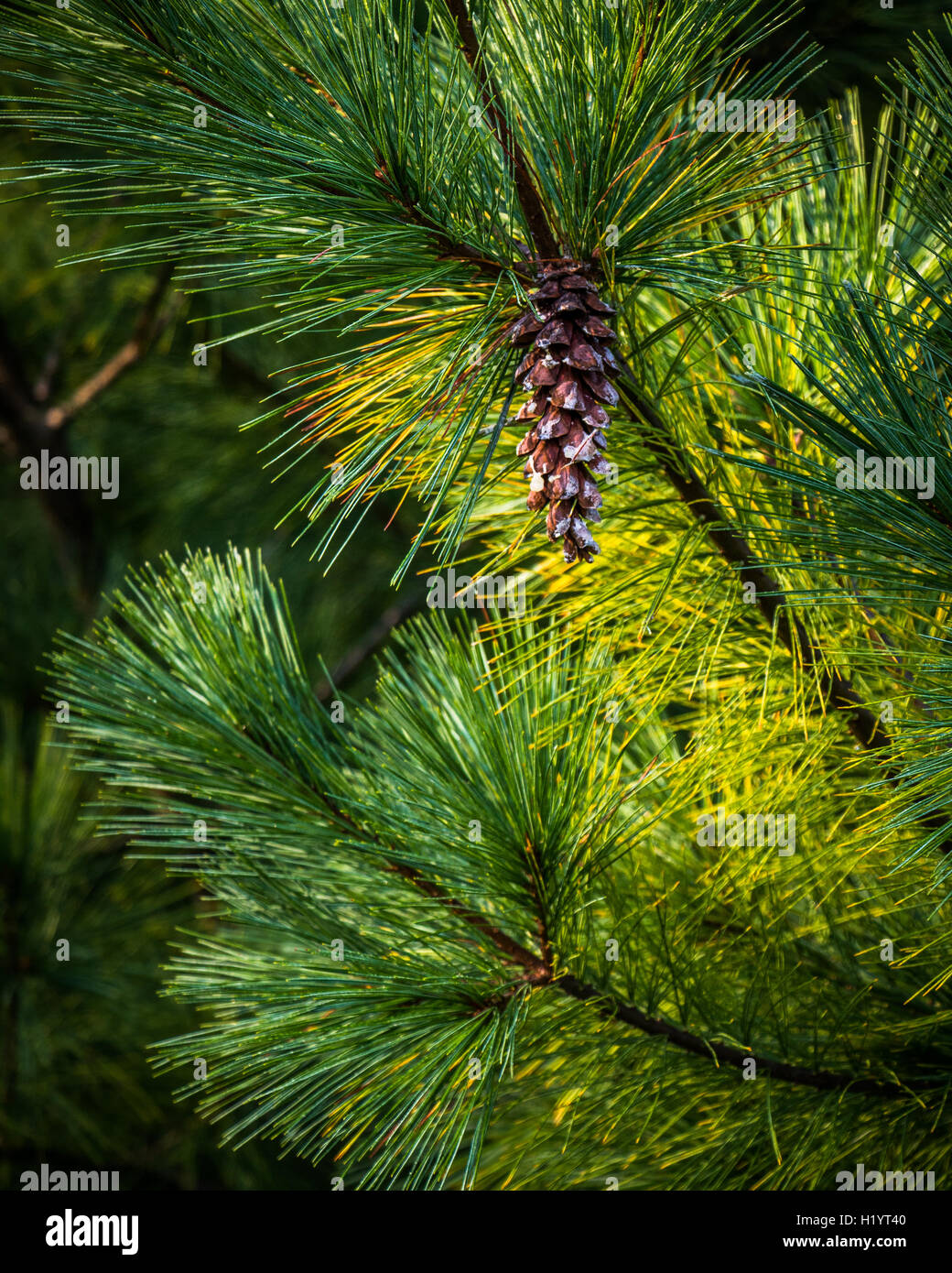 a single pinecone on a tree Stock Photo