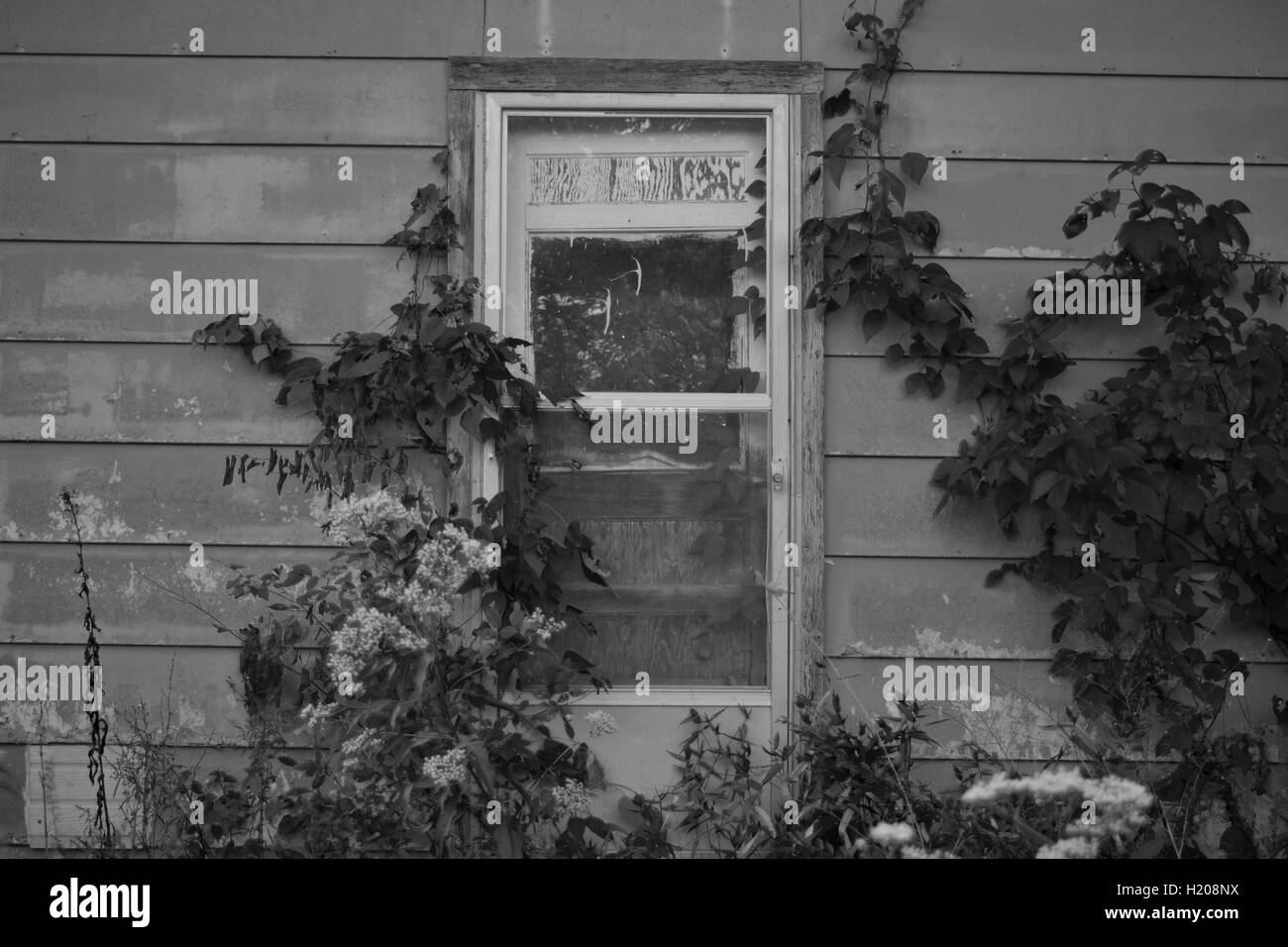 A creepy old door that leads into a shed at an abandoned, derelict house in a broken down part of an abandoned small town. Stock Photo