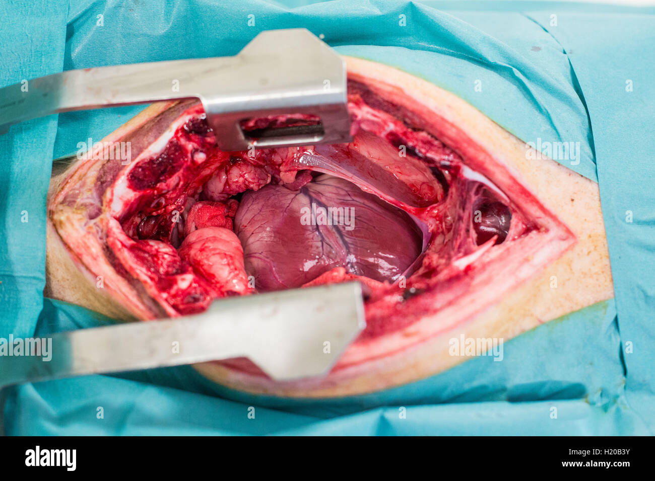 Bloc opératoire, Recherche en cardiologie, Prélèvement d'un coeur de porc. Stock Photo