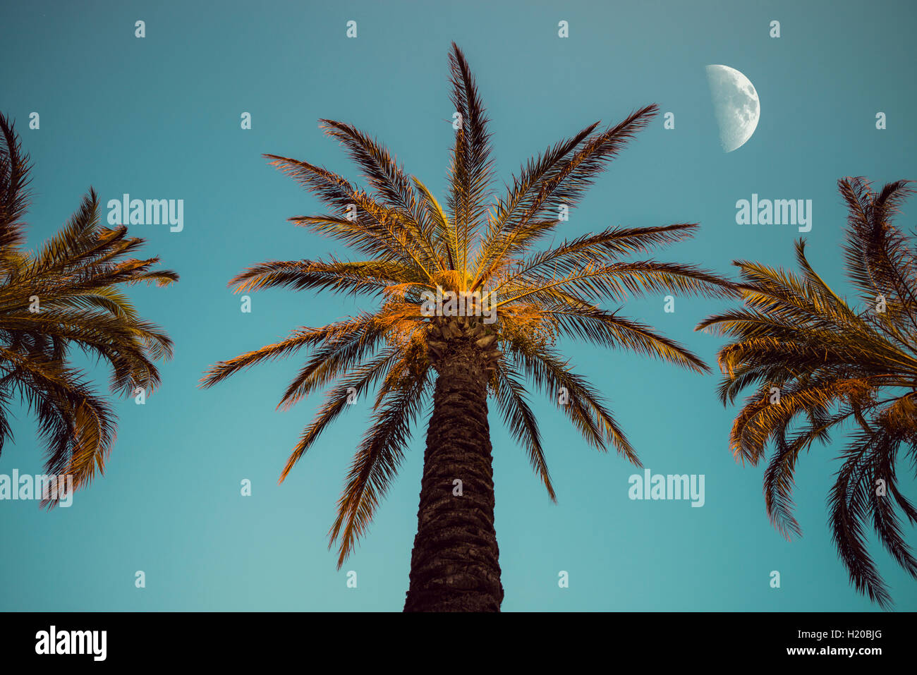 Three palm trees in the evening with moon in the background Stock Photo ...