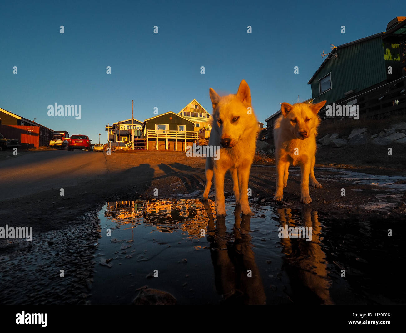 Greenland Dog puppy, Ilulissat, Greenlandt, Greenland Stock Photo