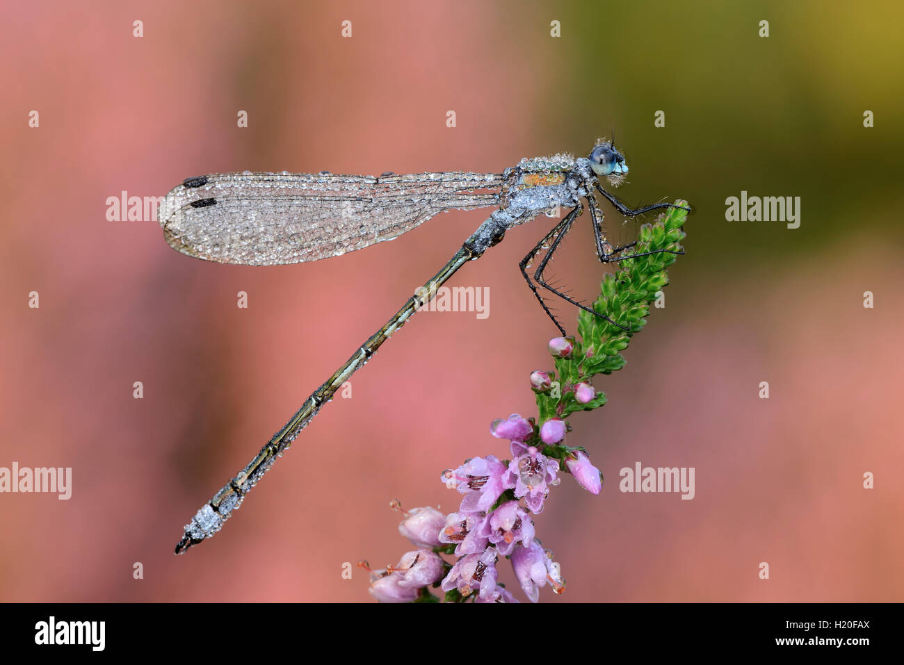Emerald Damselfly on blossom Stock Photo - Alamy