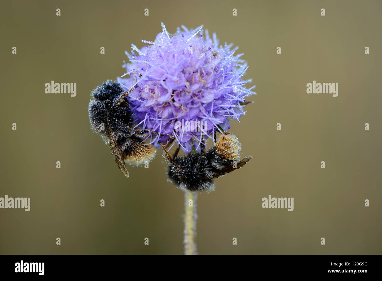 Wet bees hi-res stock photography and images - Alamy