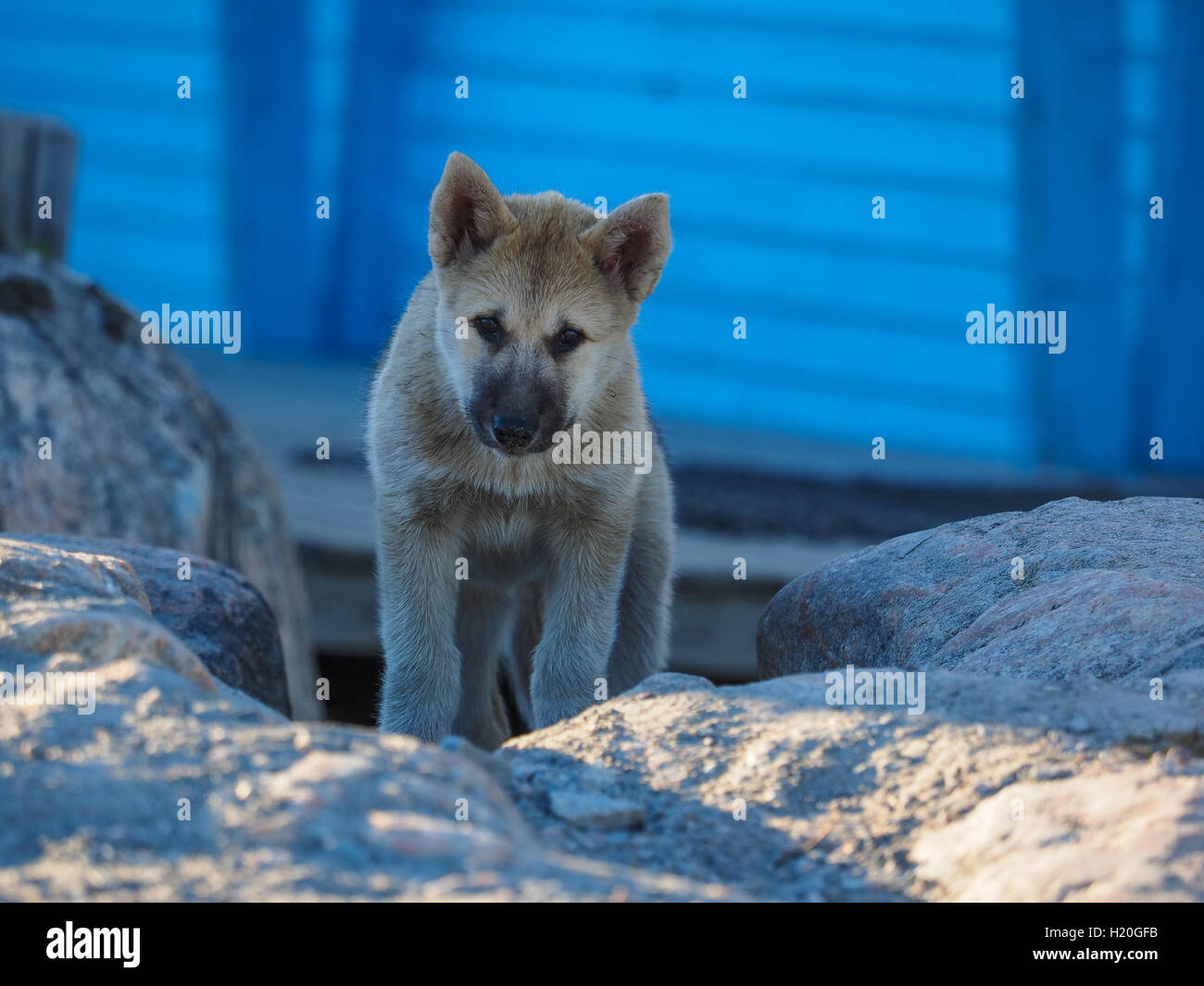 Greenland Dog puppy, Ilulissat, Greenlandt, Greenland Stock Photo Alamy