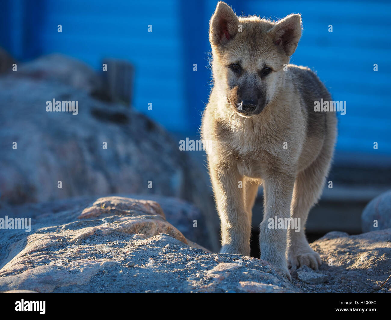 Greenland Dog puppy, Ilulissat, Greenlandt, Greenland Stock Photo Alamy