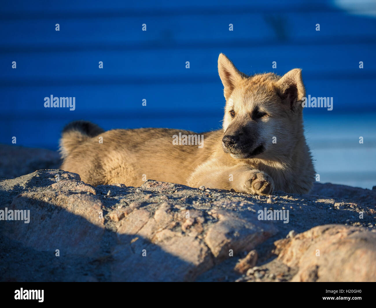 Greenland Dog puppy, Ilulissat, Greenland Stock Photo