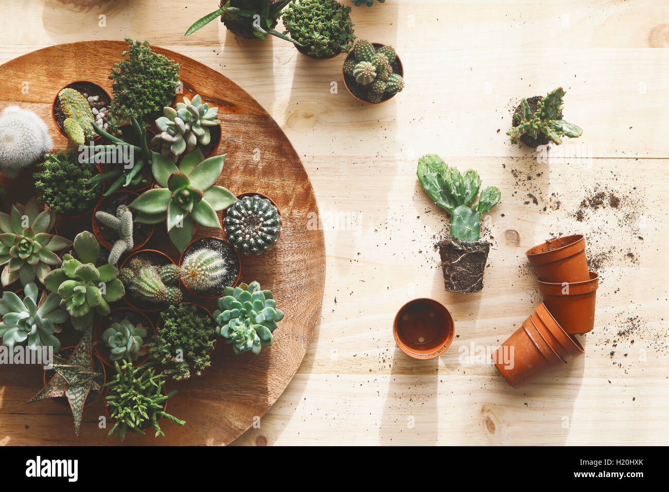 Succulents cactus overhead view hi-res stock photography and images - Alamy