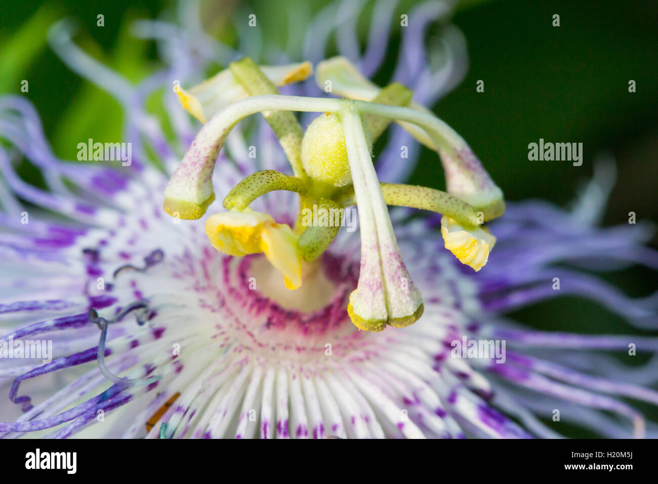 Closeup of a purple passionflower / purple passion vine flower (Passiflora incarnata), Indiana, United States Stock Photo