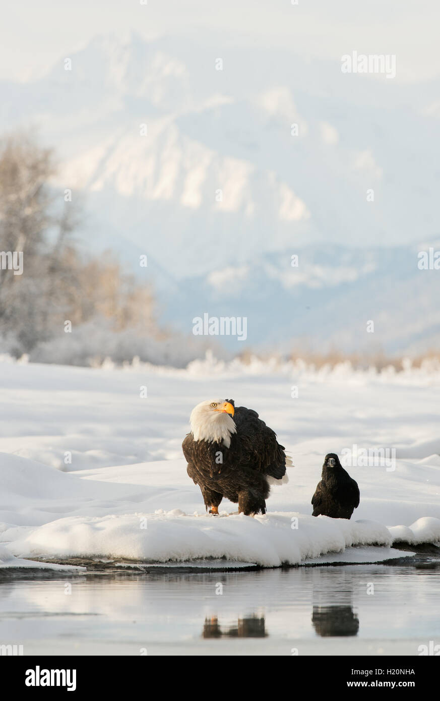 Bald eagle ( Haliaeetus leucocephalus ) and Black Raven. Stock Photo