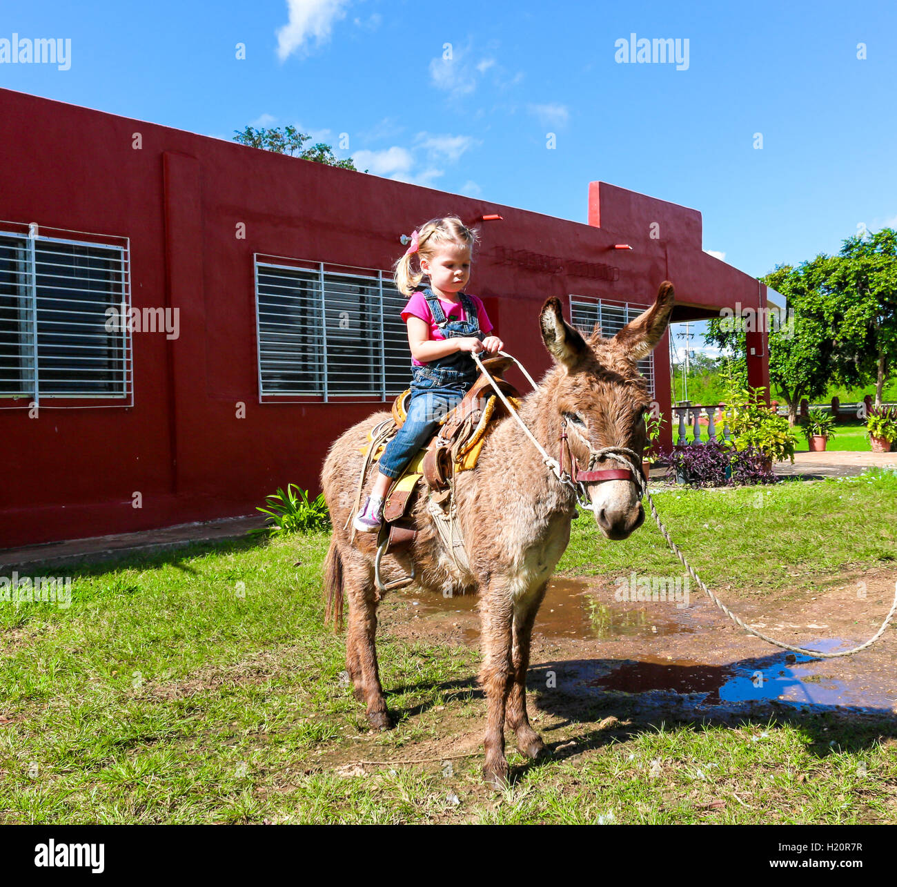 child riding a miniature donkey Stock Photo