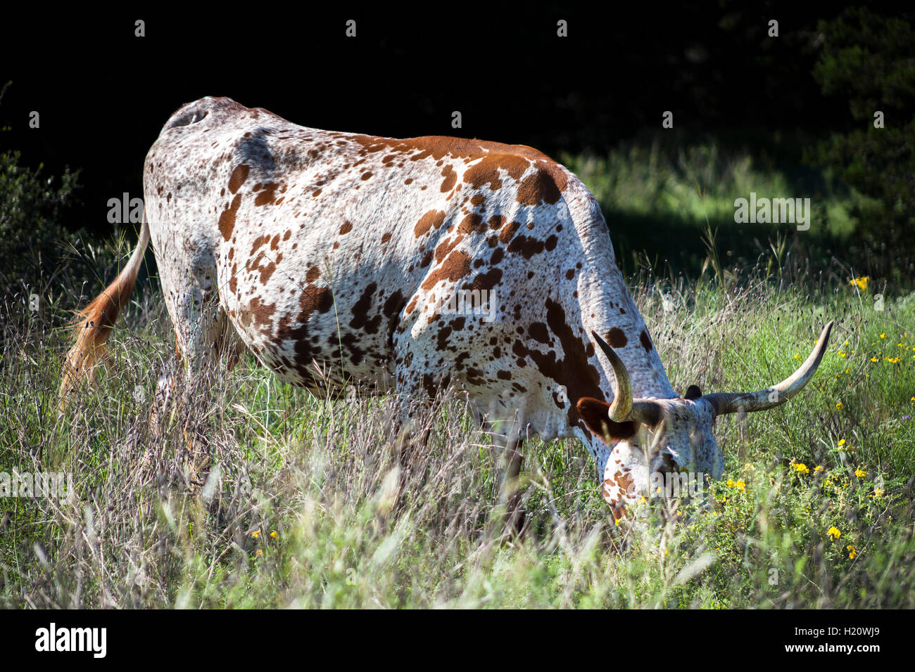 Texas longhorn cow grazes hi-res stock photography and images - Alamy