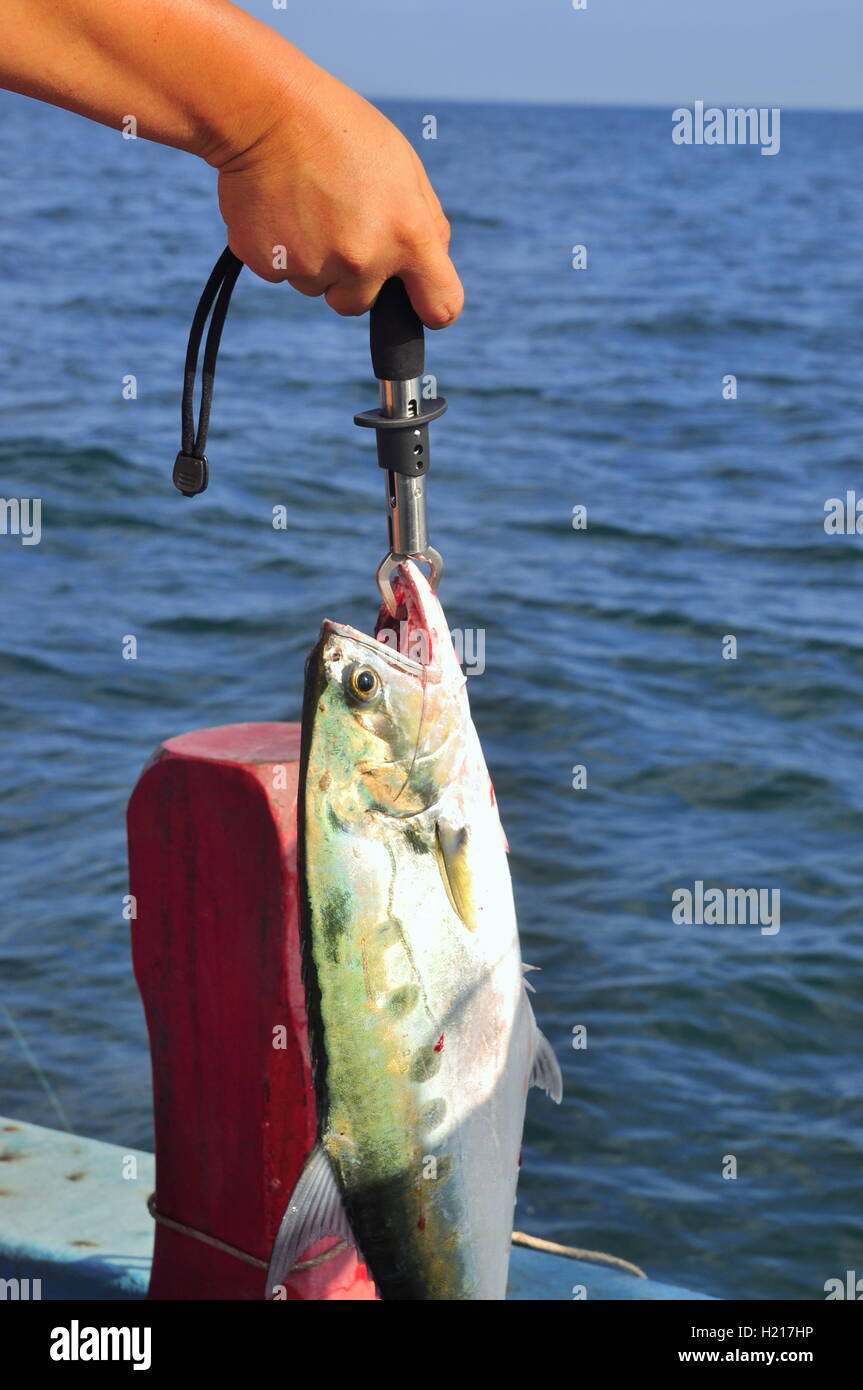 Boat tuna fishing pacific ocean hi-res stock photography and images - Page  2 - Alamy