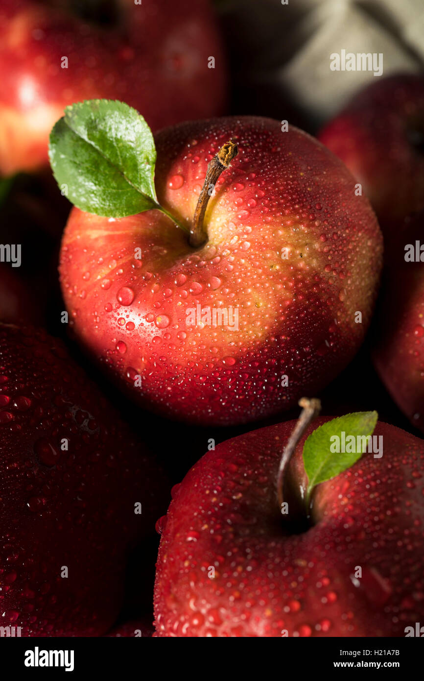 Raw Organic Red Delicious Apples Ready to Eat Stock Photo