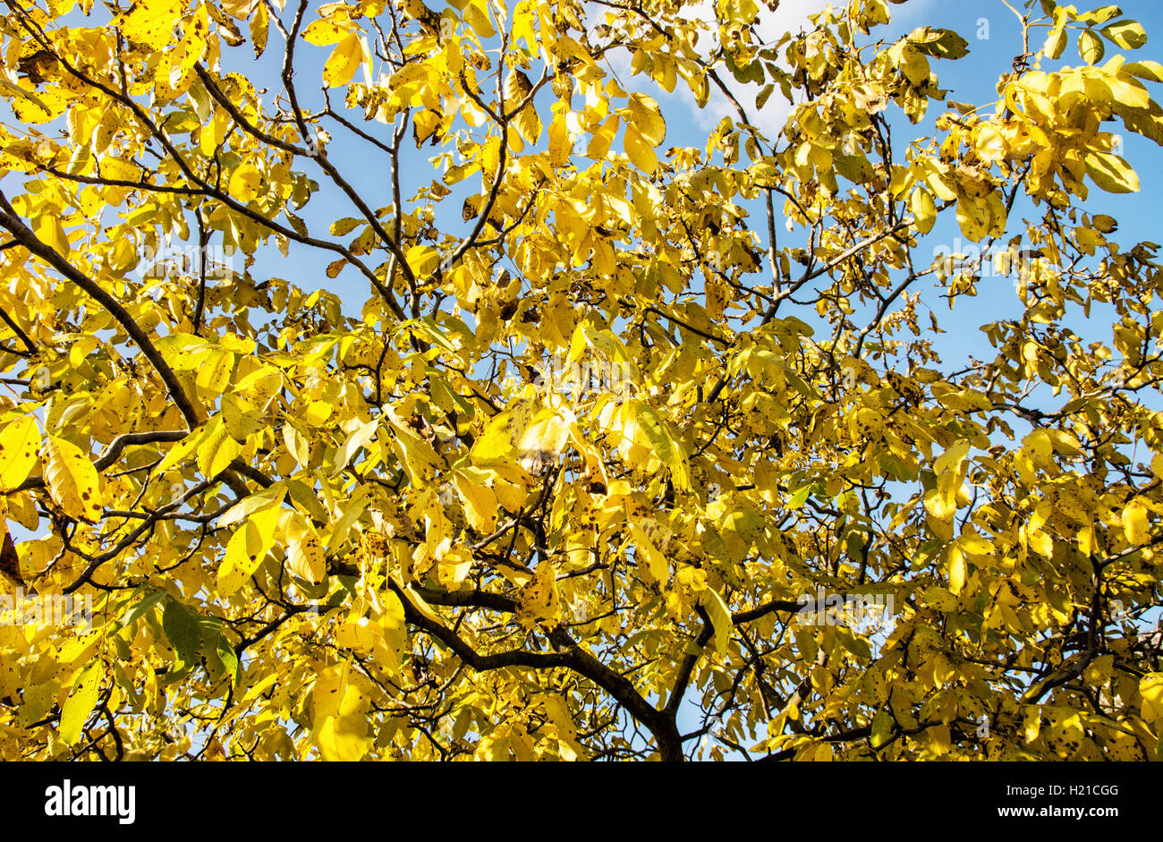 Big yellow tree. Autumn background. Colorful november. Vibrant colors