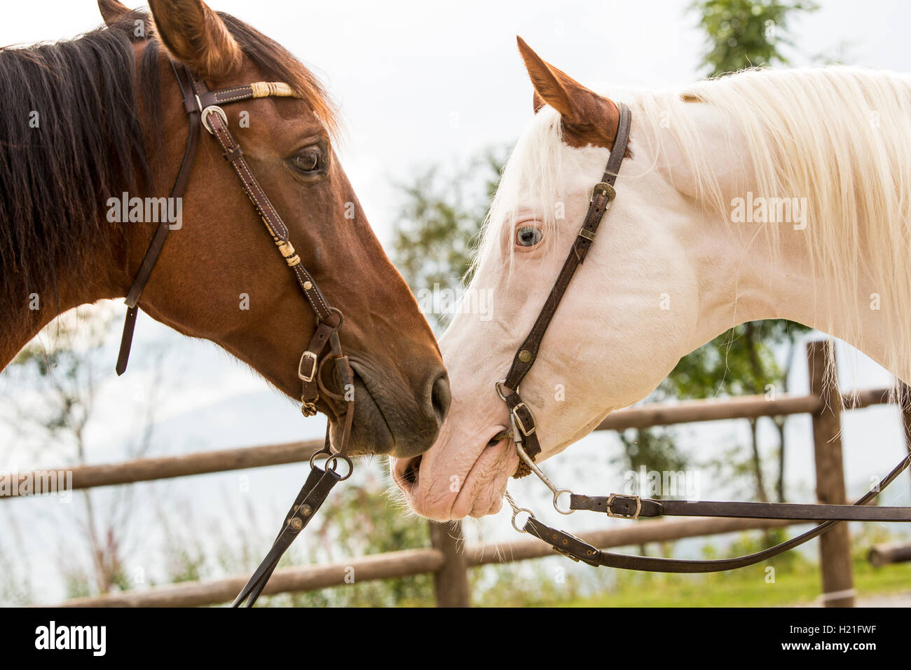 Heads of a brown and a white horse, close up Stock Photo