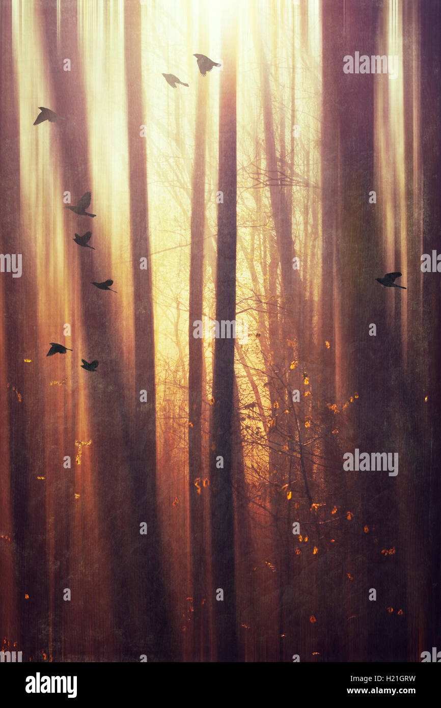 Germany, Wuppertal, Morning sun in the forest Stock Photo - Alamy