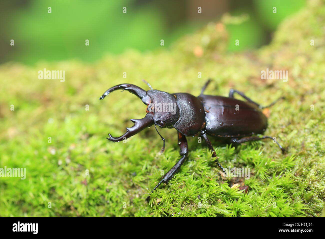 National Animal Of China Hi res Stock Photography And Images Alamy National animal of china hi res stock photography and images alamy