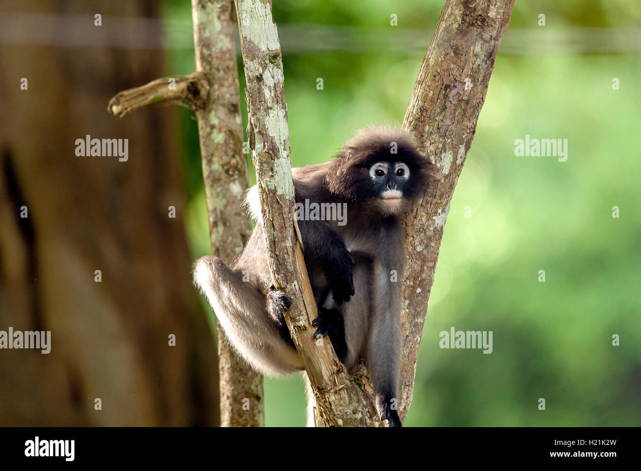 Thailand, dusky leaf monkey Stock Photo