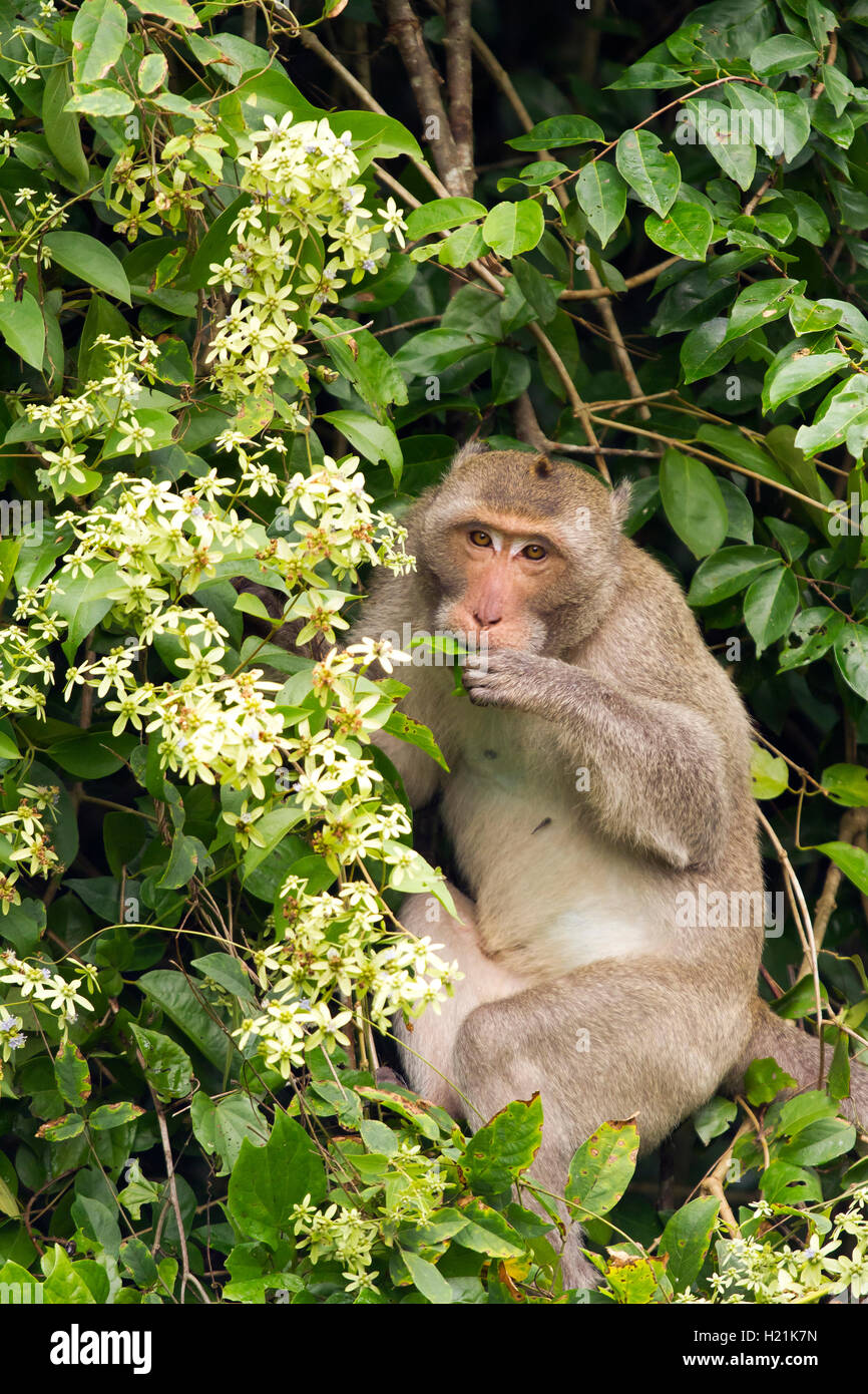 Thailand, eating Rhesus macaque Stock Photo